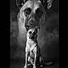 Stormy joined the competition — help win amazing prizes! dog, puppy, portrait, black_and_white, monochrome, sitting, front_facing, large_dog, small_dog, animal, canine, ears, eyes, nose, fur, tail, studio, dramatic_lighting, dark_background, surreal