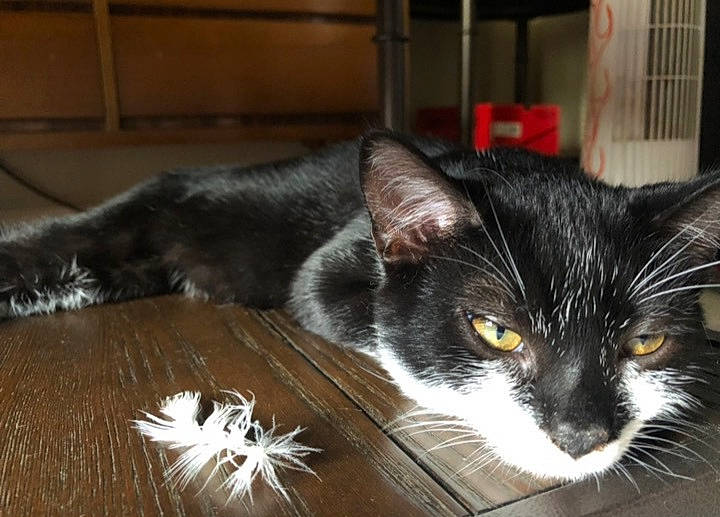 Val Crow joined the competition — help win amazing prizes! black_cat, box, carnivore, cat, claw, domestic_short_haired_cat, felidae, flooring, fur, hardwood, small_to_medium_sized_cats, snout, tail, whiskers, window, wood