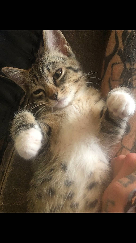 Leo joined the competition — help win amazing prizes! carnivore, cat, claw, cloud, comfort, darkness, domestic_short_haired_cat, fawn, felidae, foot, fur, gesture, paw, photo_caption, plant, sky, small_to_medium_sized_cats, snout, tail, whiskers