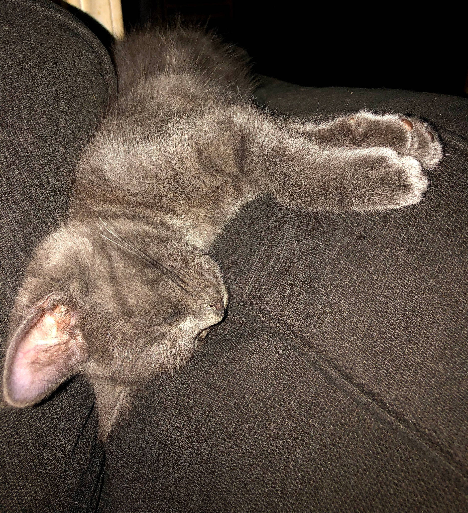 Bert And Ernie is registered to the contest to win money with this photo: carnivore, cat, cloud, comfort, dog_breed, felidae, flooring, foot, gesture, grey, head, human_body, human_leg, paw, small_to_medium_sized_cats, snout, tail, tints_and_shades, whiskers, wood