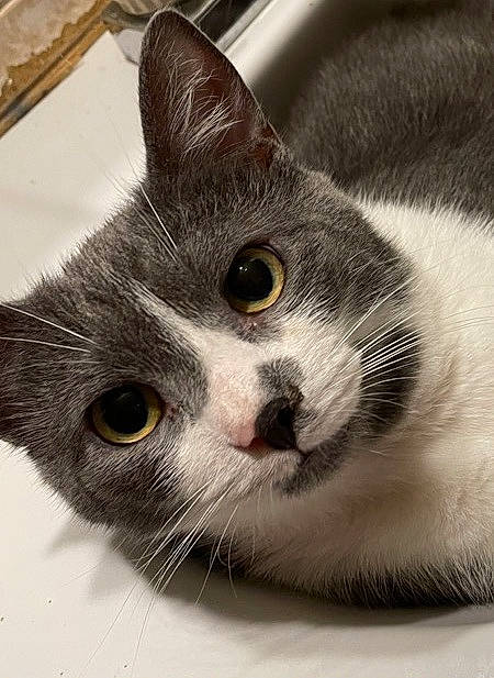 Mr. Gary joined the competition — help win amazing prizes! carnivore, cat, domestic_short_haired_cat, felidae, fur, grey, head, iris, monochrome_photography, paw, pet_supply, small_to_medium_sized_cats, snout, whiskers, window