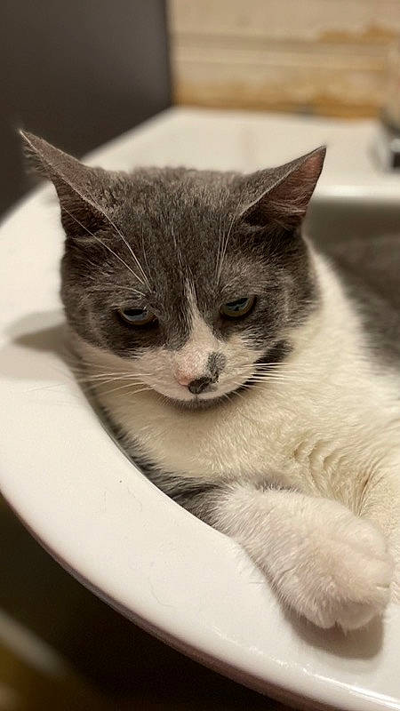 Mr. Gary is registered to the contest to win money with this photo: carnivore, cat, circle, claw, dishware, domestic_short_haired_cat, eye, eyelash, felidae, fur, grey, monochrome, monochrome_photography, paw, small_to_medium_sized_cats, snout, tail, whiskers, window