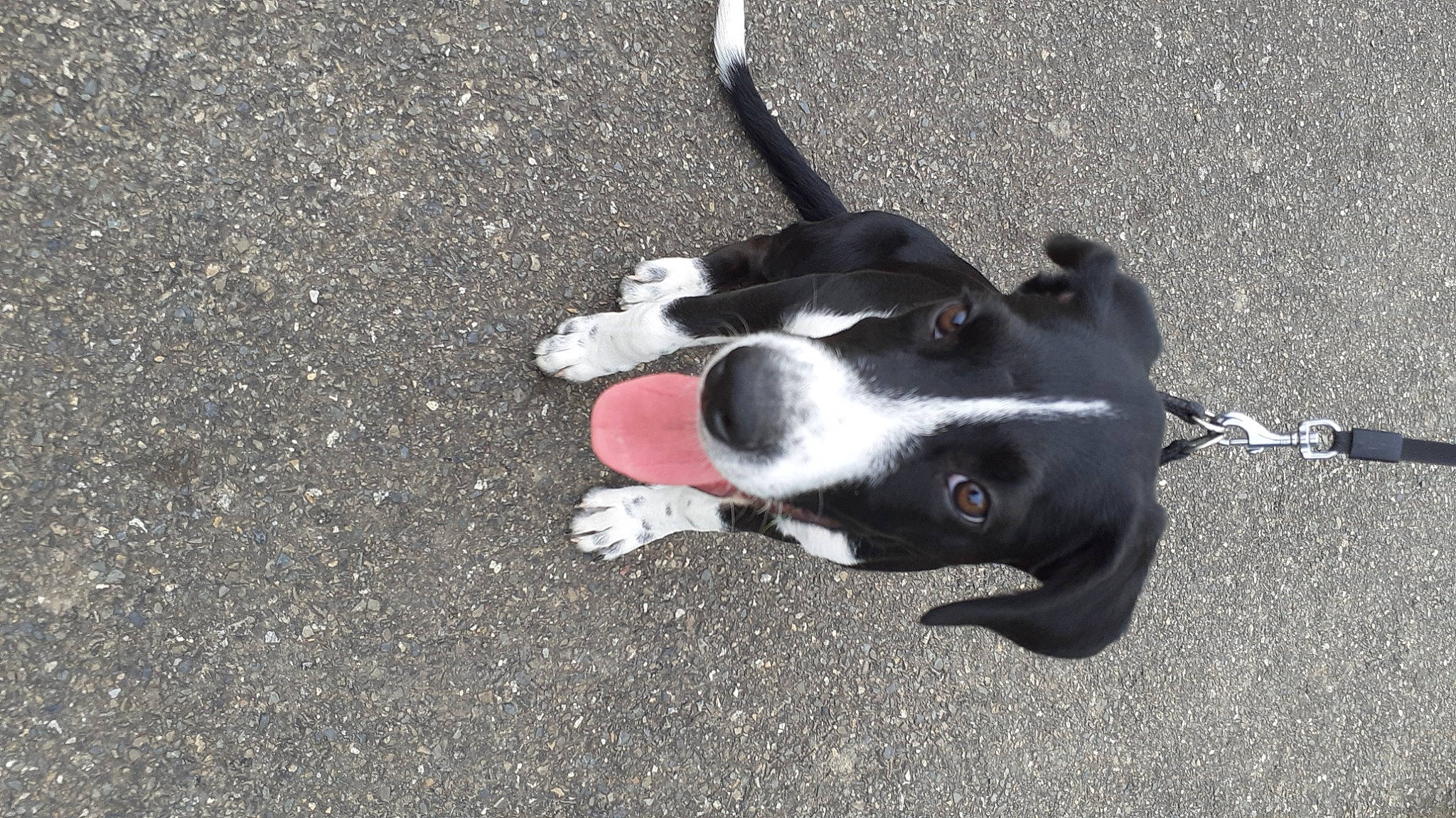 Millow a rejoint le concours — aidez-le/la à gagner de superbes lots ! asphalt, canidae, carmine, carnivore, collar, companion_dog, concrete, dog, dog_breed, non_sporting_group, paw, pet_supply, road_surface, shadow, sporting_group, tail, tar, whiskers, working_animal, working_dog