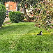 Trixie joined the competition — help win amazing prizes! cat, grass, bush, flower, purple_flower, tree, suburban, sidewalk, hedge, vehicle, car, daylight, greenery, nature, outdoor, pet, animal, curious, black_and_white_cat, quiet