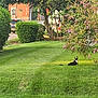 cat, grass, bush, flower, purple_flower, tree, suburban, sidewalk, hedge, vehicle, car, daylight, greenery, nature, outdoor, pet, animal, curious, black_and_white_cat, quiet