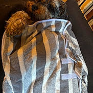 Kinder a rejoint le concours — aidez-le/la à gagner de superbes lots ! animal, black, blanket, brown, comfort, couch, cozy, dog, fur, fur_texture, home, indoor, lounging, pet, relaxed, resting, snuggled, soft, striped, warm