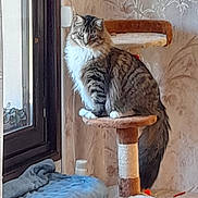 Tessy participe au concours pour gagner de l'argent avec cette photo : cat, tabby_cat, fluffy, long_hair, pet, animal, sitting, cat_tree, scratching_post, window, indoors, home, wallpaper, radiator, cushion, plush_toy, orange, brown, white_chest, portrait