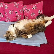 Nina Et Tessy participe au concours pour gagner de l'argent avec cette photo : cat, cats, sleeping, lying_down, fluffy, longhaired, tabby, white_fur, brown_fur, pet, sofa, couch, blanket, cushions, living_room, indoor, relaxed, nap, furniture, home_decor