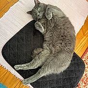Dusty joined the competition — help win amazing prizes! cat, gray_cat, fluffy_cat, pet, feline, green_eyes, relaxed, lying_down, belly_up, paws, whiskers, fur, mat, pink_rug, black_mat, hardwood_floor, indoor, cozy, portrait, cute