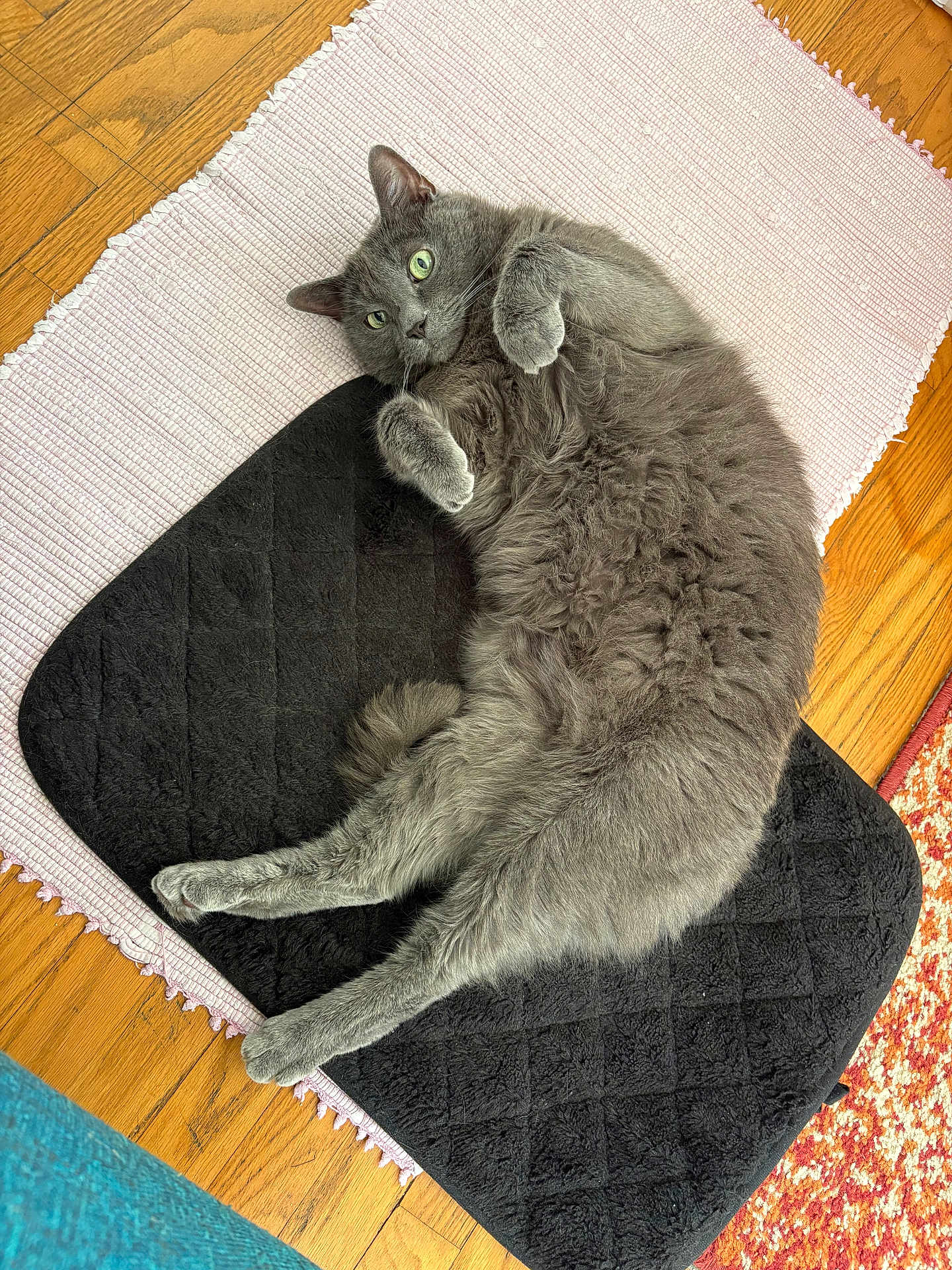 Dusty joined the competition — help win amazing prizes! cat, gray_cat, fluffy_cat, pet, feline, green_eyes, relaxed, lying_down, belly_up, paws, whiskers, fur, mat, pink_rug, black_mat, hardwood_floor, indoor, cozy, portrait, cute
