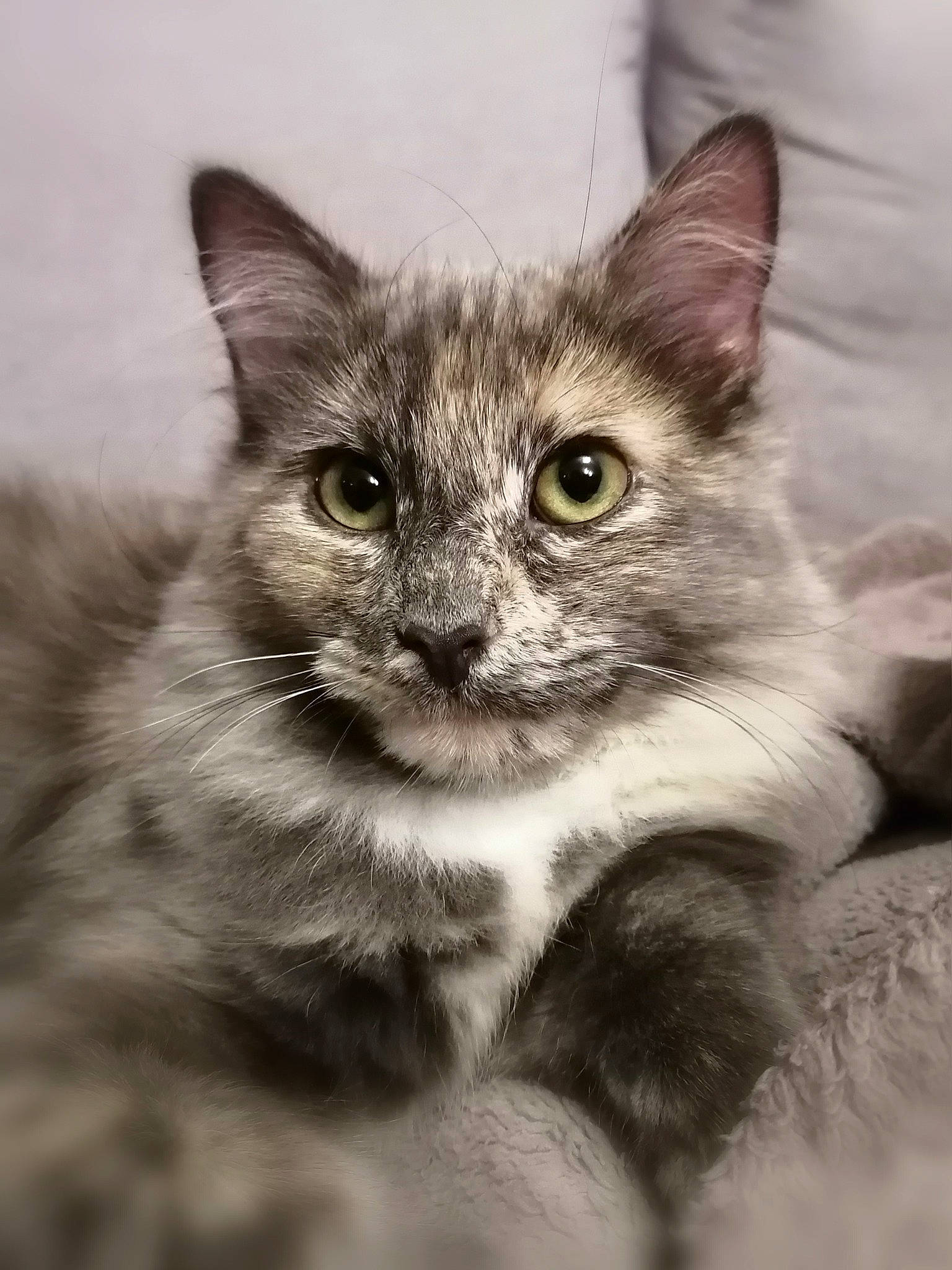 Pitchu a rejoint le concours — aidez-le/la à gagner de superbes lots ! asian, asian_semi_longhair, black_and_white, british_semi_longhair, carnivore, cat, domestic_long_haired_cat, domestic_short_haired_cat, eye, felidae, kitten, maine_coon, mammal, nebelung, norwegian_forest_cat, ojos_azules, small_to_medium_sized_cats, snout, vertebrate, whiskers