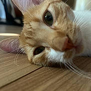 Twix participe au concours pour gagner de l'argent avec cette photo : cat, orange_cat, white_cat, close_up, lying_down, wooden_floor, whiskers, pet, animal, relaxed, indoor, house, fur, ears, nose, eye, portrait, sleepy, cute, domestic_cat