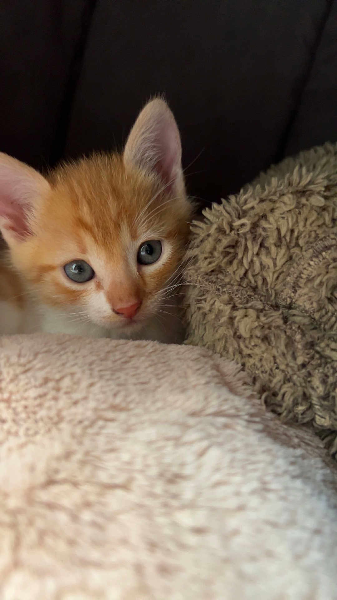 Twix a rejoint le concours — aidez-le/la à gagner de superbes lots ! kitten, cat, orange_cat, white_cat, blue_eyes, close_up, pet, animal, feline, cute, soft_texture, blanket, comfort, indoor, curious, young, fur, whiskers, ears, resting