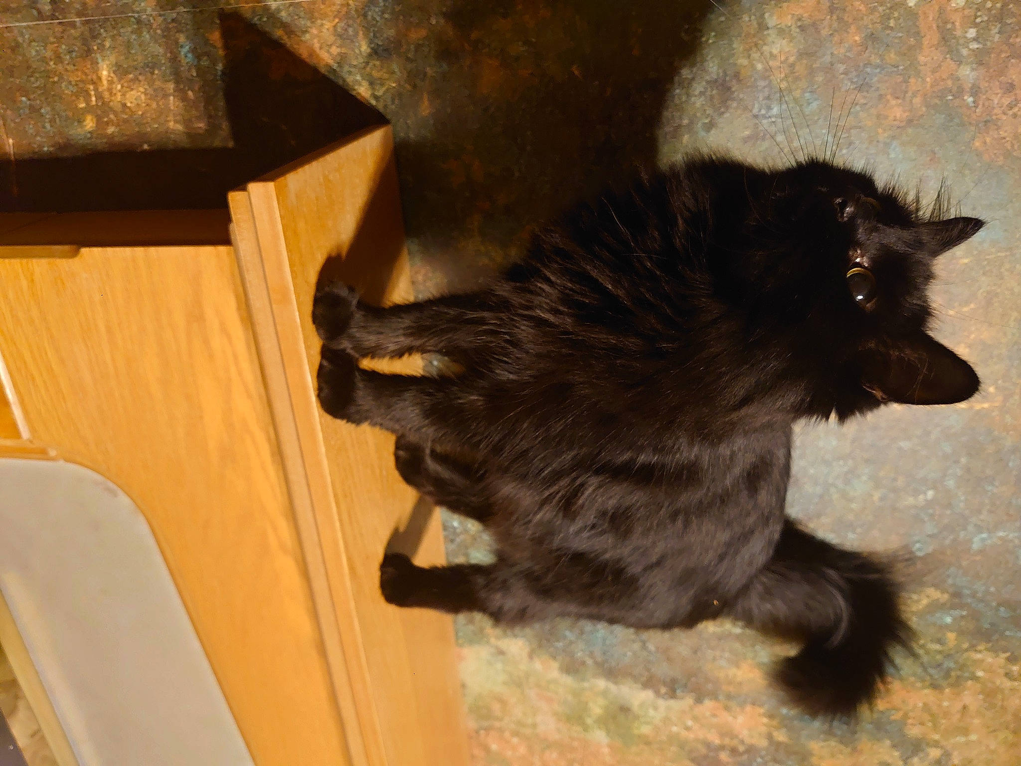 Samba joined the competition — help win amazing prizes! black_cat, carnivore, cat, claw, felidae, fur, plywood, small_to_medium_sized_cats, tail, terrestrial_animal, vertebrate, whiskers, wood_stain