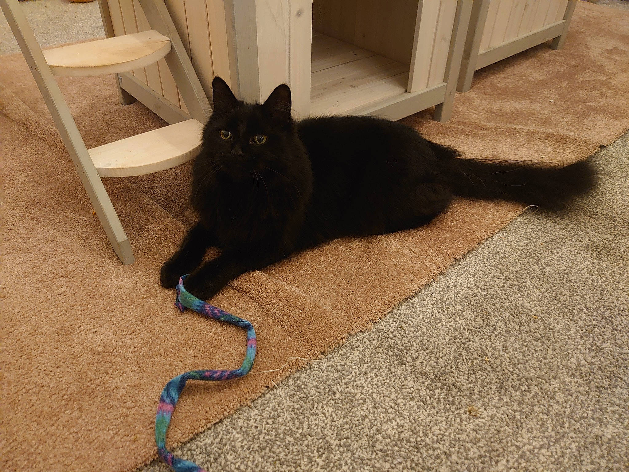 Samba joined the competition — help win amazing prizes! black_cat, bombay, carnivore, carpet, cat, felidae, floor, flooring, fur, mat, shadow, small_to_medium_sized_cats, tail, vertebrate, whiskers