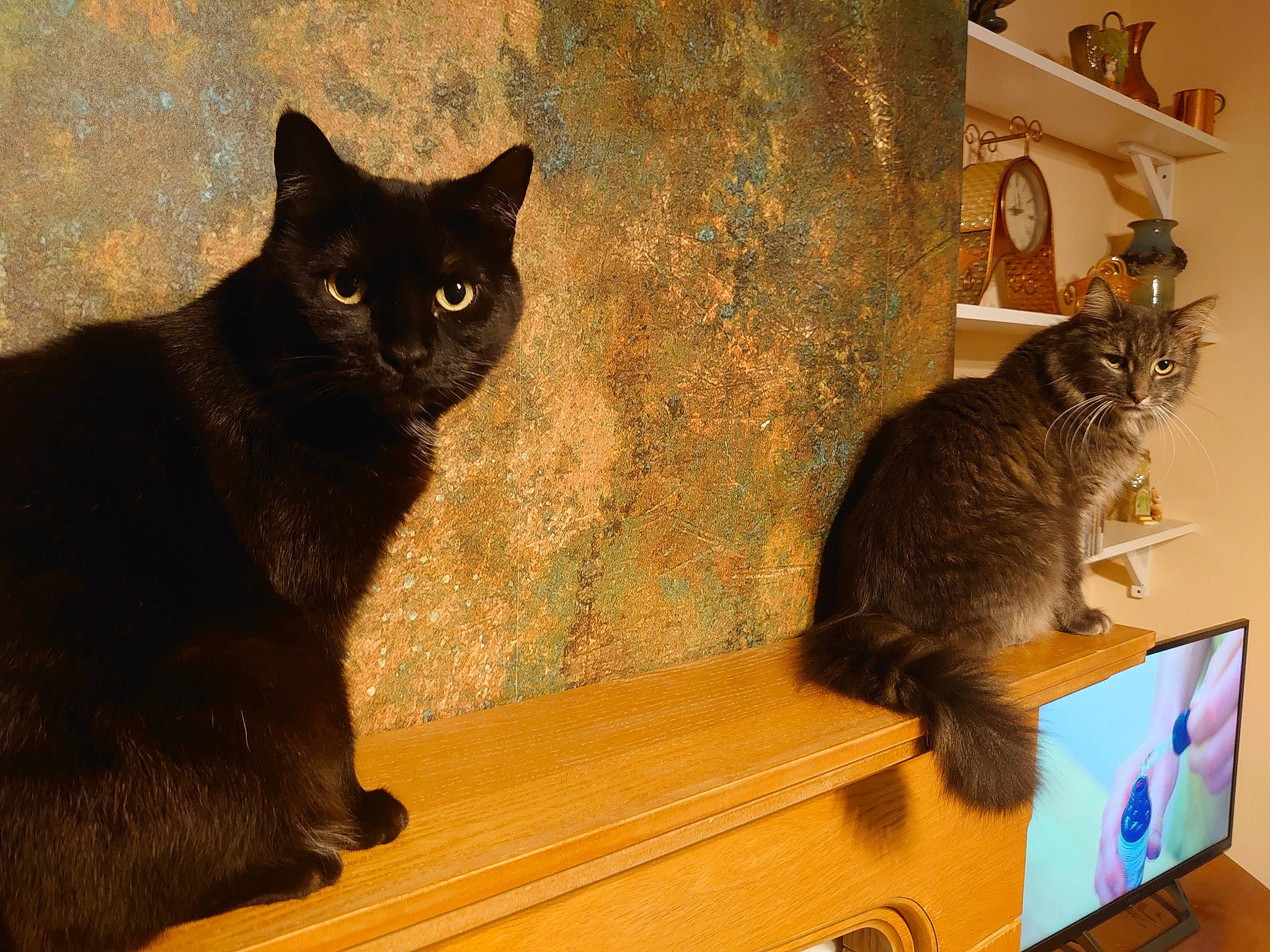 Inka is registered to the contest to win money with this photo: black_cat, carnivore, cat, computer, display_device, felidae, flat_panel_display, fur, laminate_flooring, led_backlit_lcd_display, mammal, peripheral, plywood, small_to_medium_sized_cats, tail, varnish, vertebrate, whiskers, wood_flooring, wood_stain