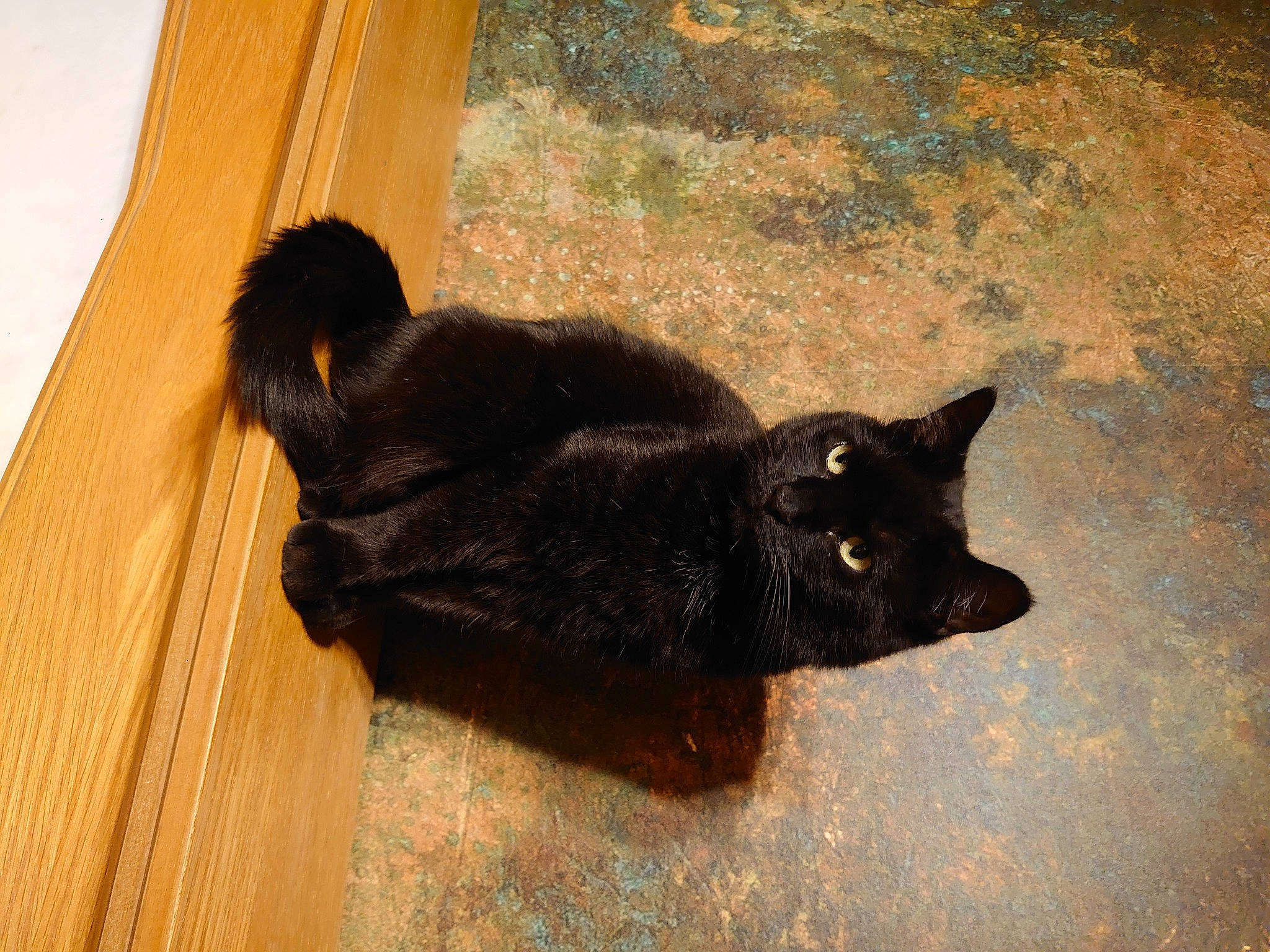 Inka joined the competition — help win amazing prizes! black_cat, bombay, carnivore, cat, felidae, fur, hardwood, laminate_flooring, plywood, shadow, small_to_medium_sized_cats, snout, tail, terrestrial_animal, whiskers, wood, wood_flooring, wood_stain