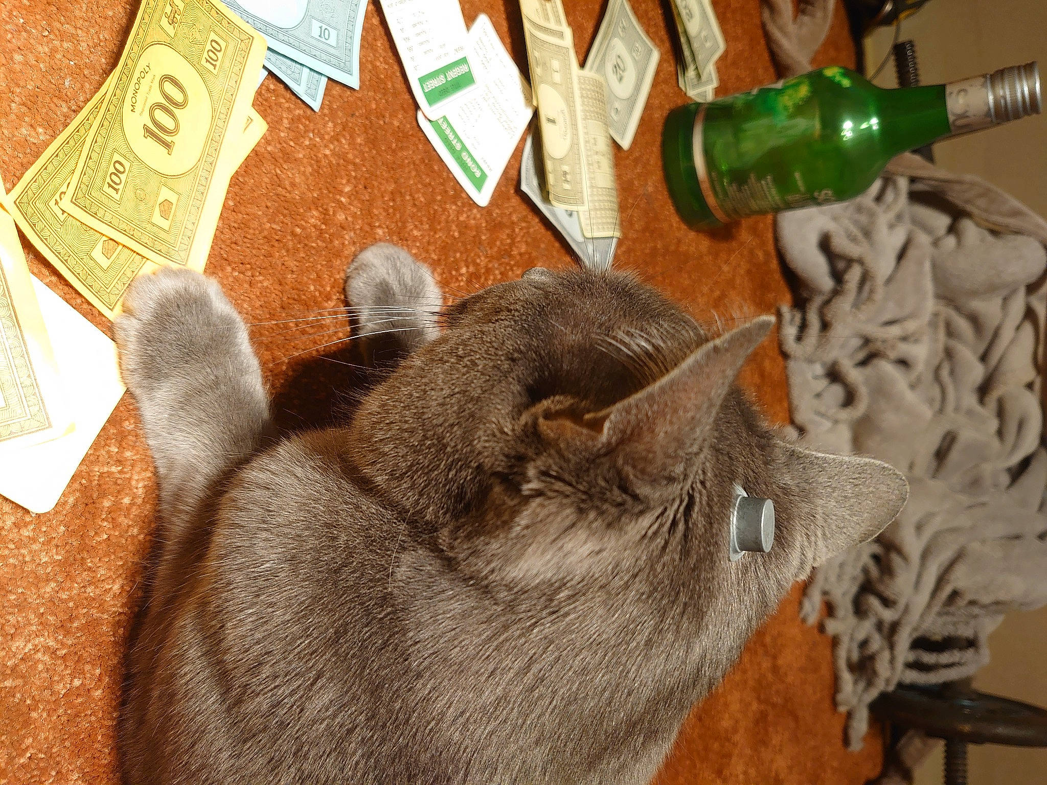 Fur-gusson joined the competition — help win amazing prizes! alcohol, alcoholic_beverage, barware, bottle, bottle_cap, carnivore, cat, distilled_beverage, domestic_short_haired_cat, drink, drinkware, fawn, felidae, glass_bottle, small_to_medium_sized_cats, snout, vertebrate, whiskers, wine, wine_bottle