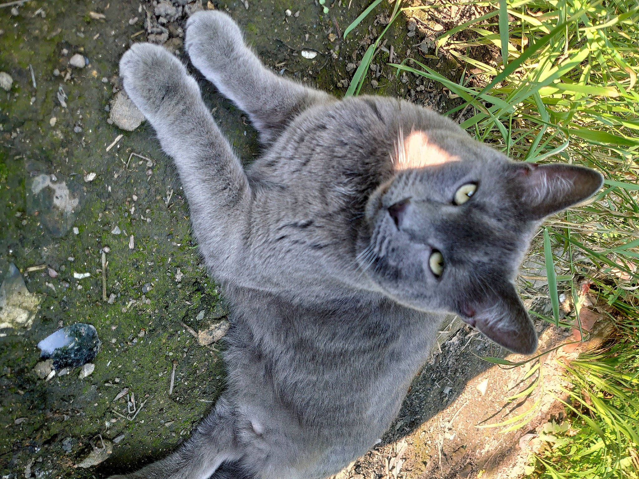 Fur-gusson joined the competition — help win amazing prizes! british_shorthair, carnivore, cat, chartreux, felidae, fur, grass_family, grey, groundcover, korat, organism, russian_blue, small_to_medium_sized_cats, snout, soil, terrestrial_animal, whiskers