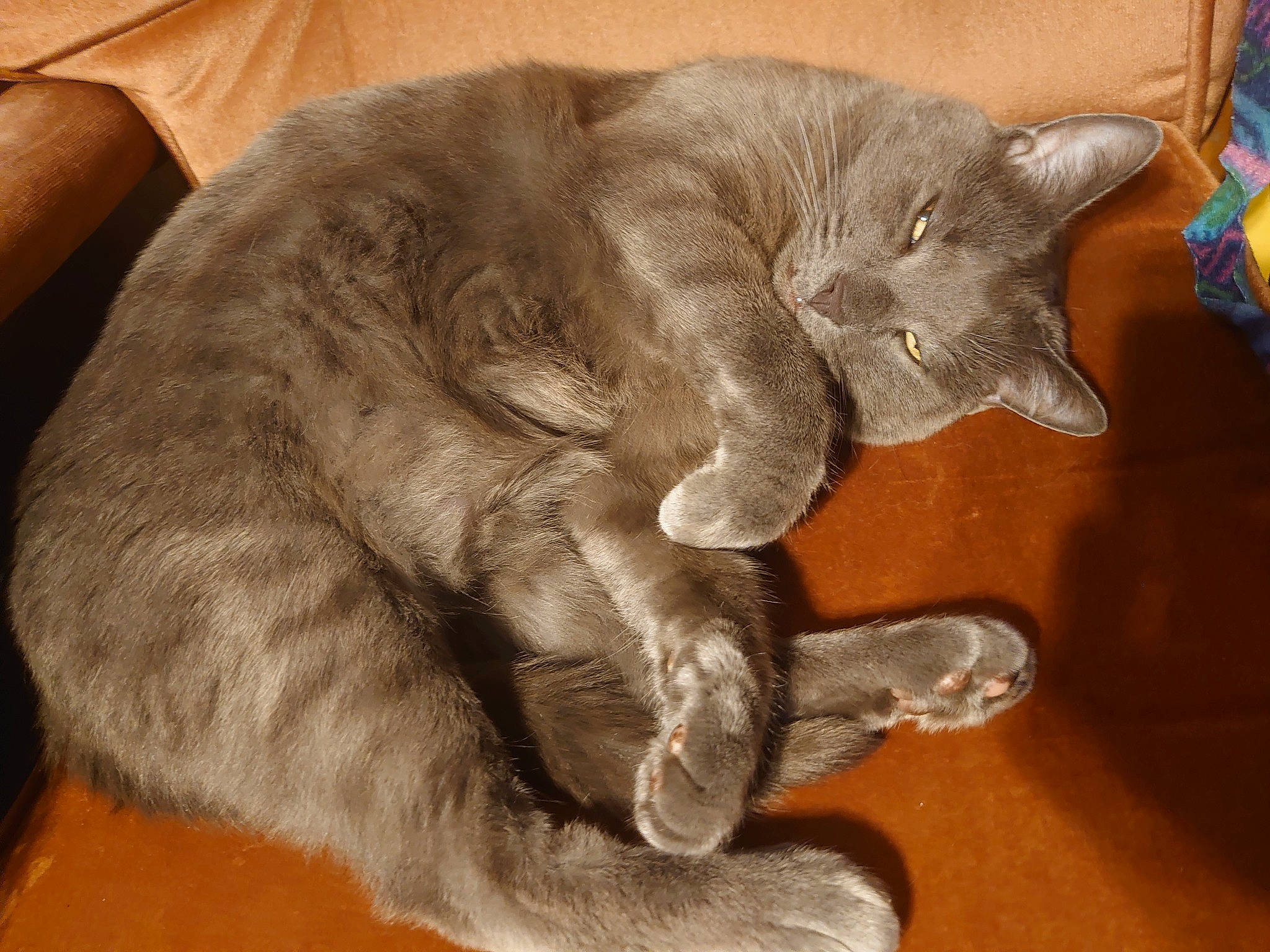 Fur-gusson joined the competition — help win amazing prizes! british_shorthair, carnivore, cat, chartreux, claw, comfort, felidae, fur, home_accessories, korat, paw, pet_supply, russian_blue, small_to_medium_sized_cats, snout, tail, terrestrial_animal, vertebrate, whiskers