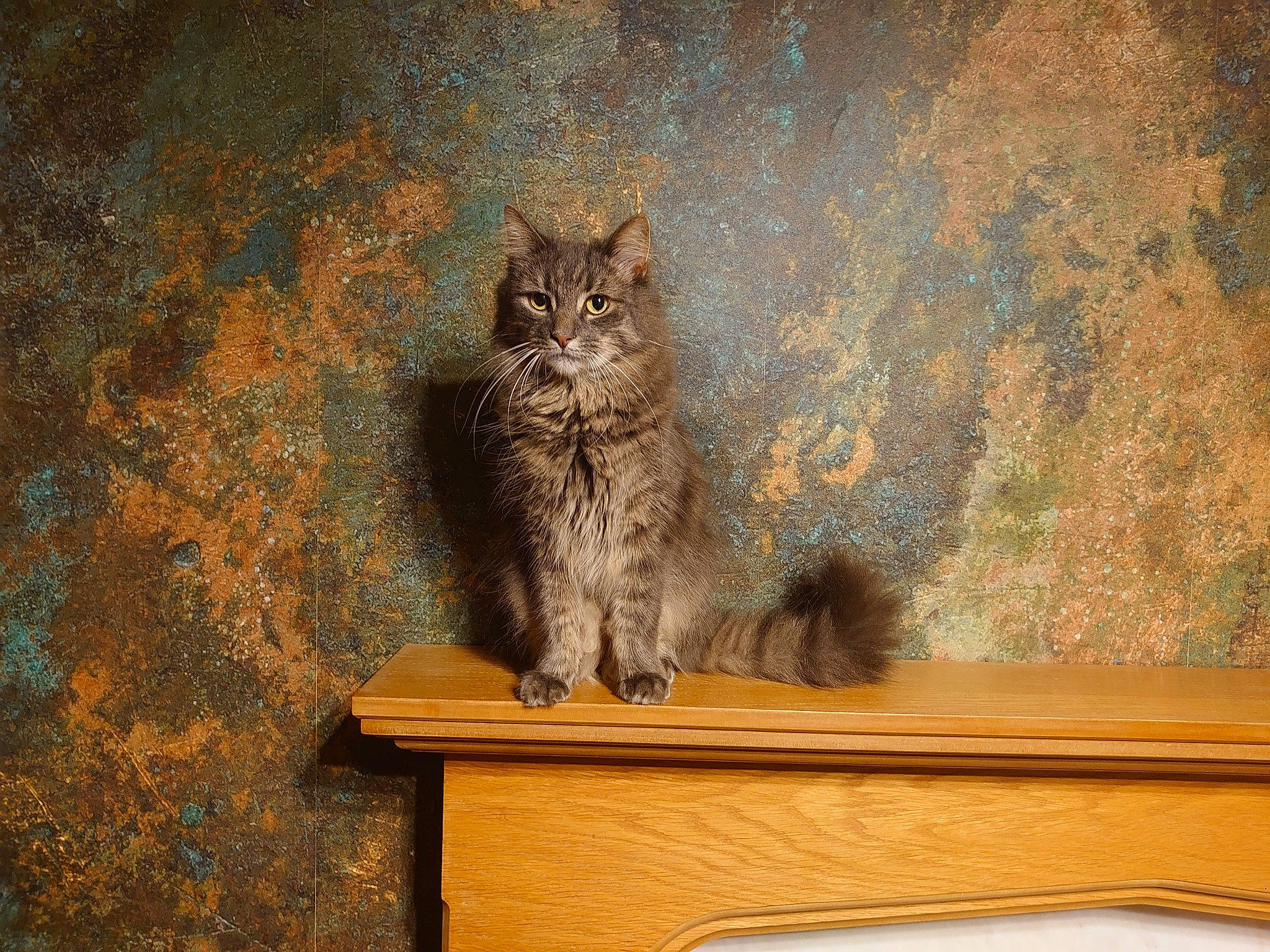 Oslo is registered to the contest to win money with this photo: carnivore, cat, felidae, fur, grey, plywood, small_to_medium_sized_cats, tail, varnish, whiskers, wood, wood_stain