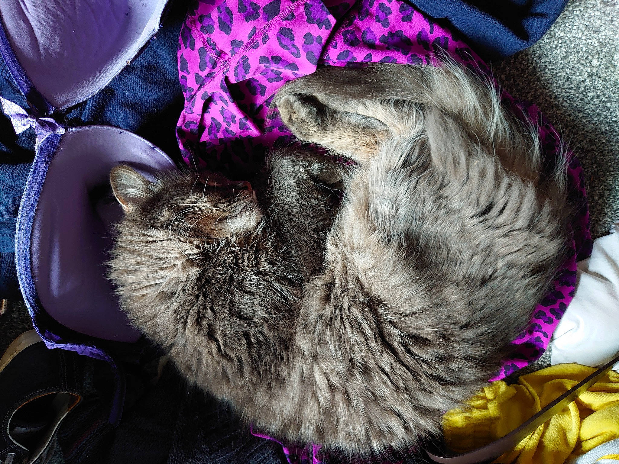 Oslo joined the competition — help win amazing prizes! carnivore, cat, comfort, felidae, fur, magenta, nap, pet_supply, pink, purple, sleep, small_to_medium_sized_cats, violet, whiskers