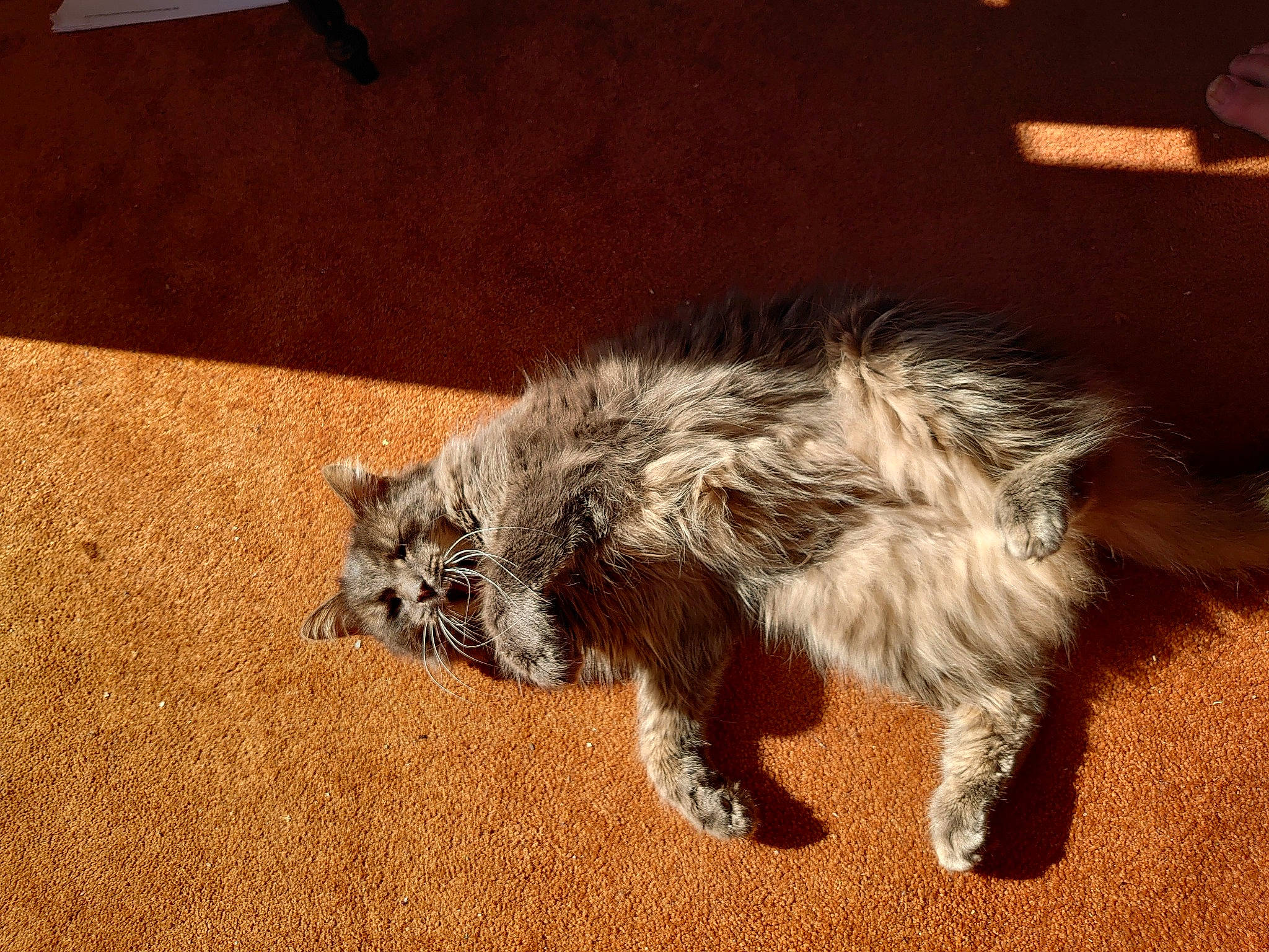 Oslo joined the competition — help win amazing prizes! carnivore, carpet, cat, claw, domestic_long_haired_cat, felidae, floor, flooring, fur, laminate_flooring, paw, small_to_medium_sized_cats, tail, terrestrial_animal, whiskers