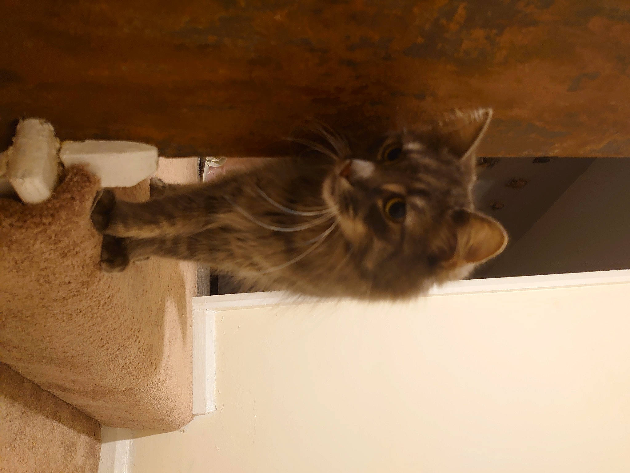 Oslo is registered to the contest to win money with this photo: beige, brown, carnivore, cat, fawn, felidae, fur, liver, small_to_medium_sized_cats, tail, vertebrate, whiskers