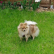 Theia a rejoint le concours — aidez-le/la à gagner de superbes lots ! animal, canine, cute, dog, fence, flower, fluffy, garden, grass, greenery, nature, outdoor, pet, pink_flower, pomeranian, small_dog, standing, summer, white_flower, yard