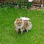animal, canine, cute, dog, fence, flower, fluffy, garden, grass, greenery, nature, outdoor, pet, pink_flower, pomeranian, small_dog, standing, summer, white_flower, yard
