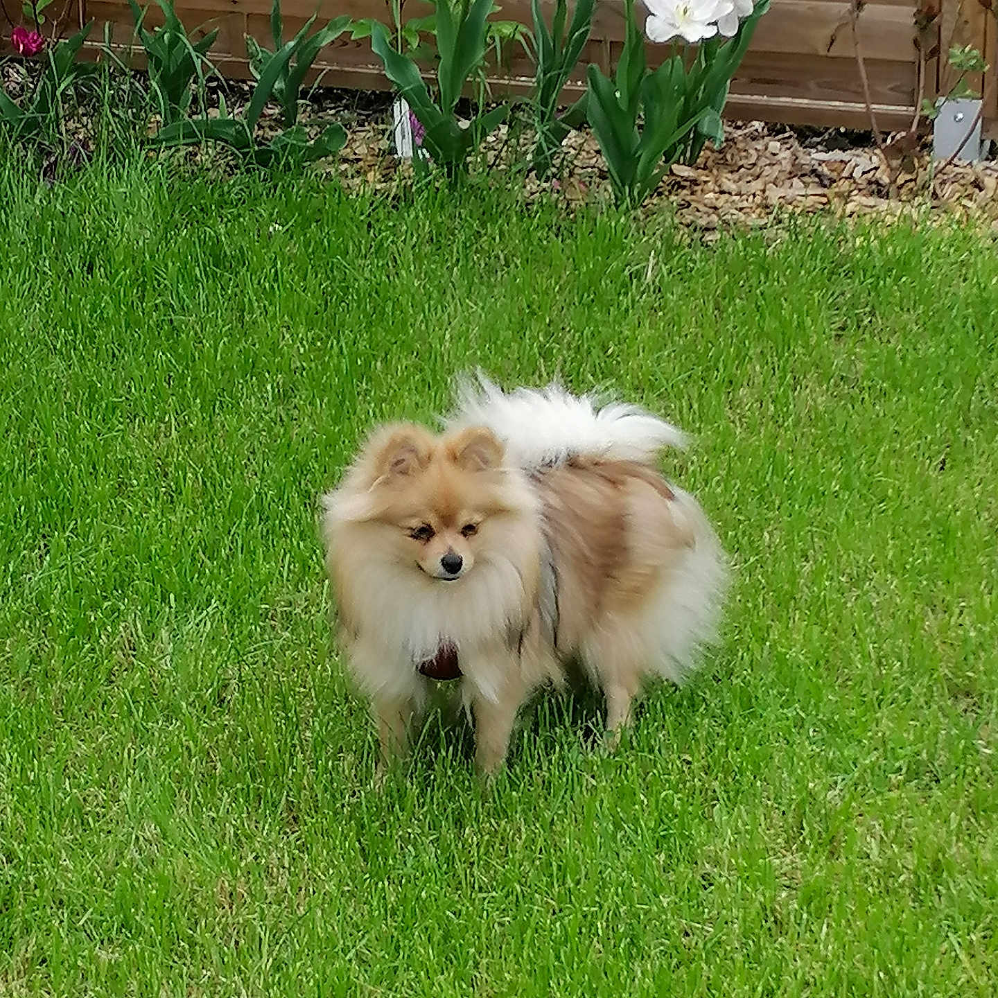 Theia a rejoint le concours — aidez-le/la à gagner de superbes lots ! animal, canine, cute, dog, fence, flower, fluffy, garden, grass, greenery, nature, outdoor, pet, pink_flower, pomeranian, small_dog, standing, summer, white_flower, yard