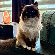 Dior joined the competition — help win amazing prizes! cat, ragdoll, blue_eyes, fluffy, indoor, table, window, blinds, salt_lamp, vintage_chest, furniture, curtains, pet, domestic_animal, portrait, soft_light, whiskers, fur, sitting, cozy