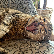 Sparrow participe au concours pour gagner de l'argent avec cette photo : cat, tabby, yawning, whiskers, teeth, tongue, feline, pet, indoor, blanket, pattern, plant, potted_plant, relaxed, close_up, fur, animal, sleepy, light, window