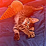 Sparrow participe au concours pour gagner de l'argent avec cette photo : kitten, cat, stretching, plush_toy, ice_cream_cone_toy, blue_blanket, indoor, pet, feline, cute, fur, whiskers, paw, relaxed, sleepy, sunlight, orange_light, soft_texture, cozy, domestic_animal