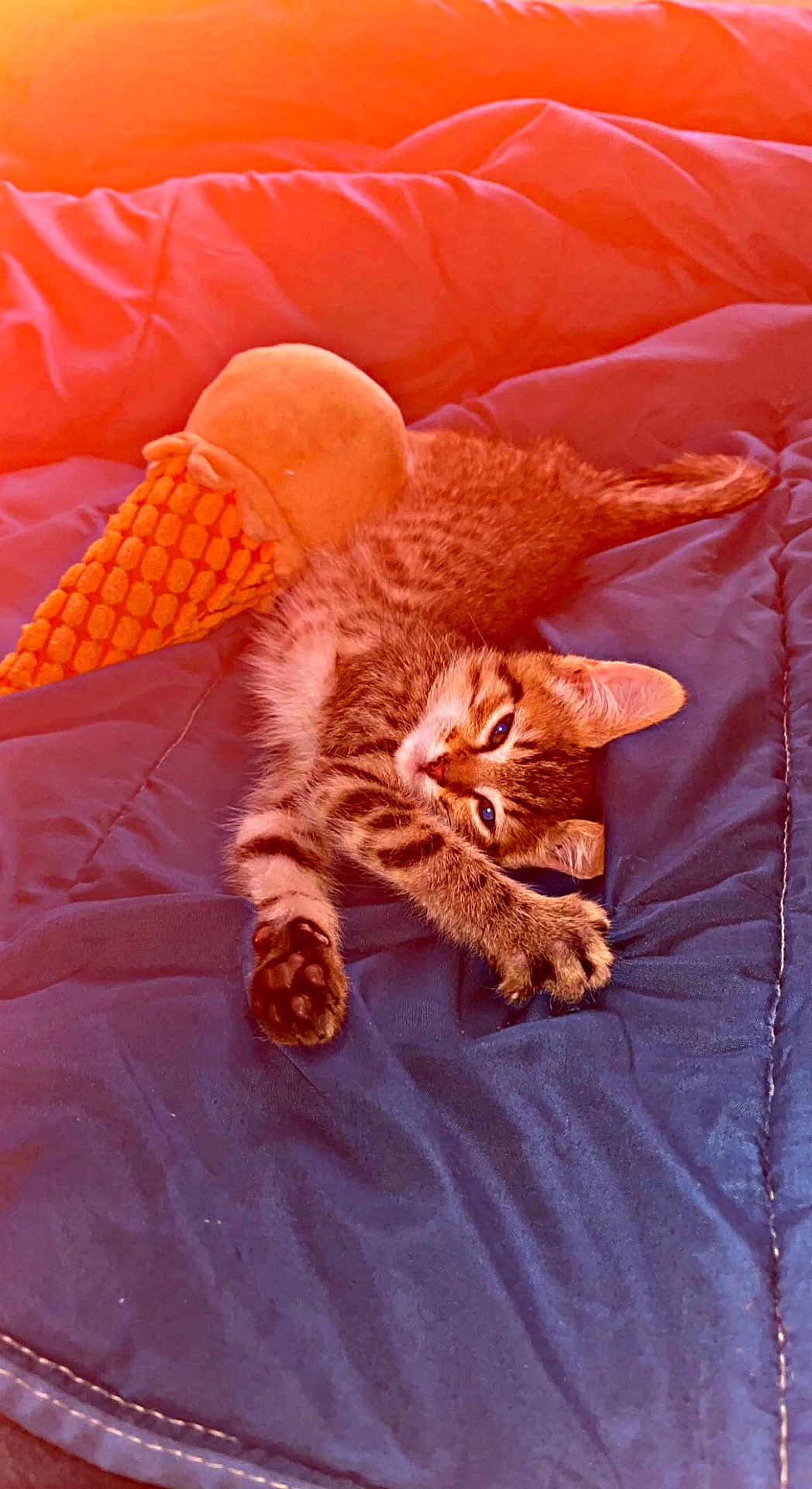 Sparrow participe au concours pour gagner de l'argent avec cette photo : kitten, cat, stretching, plush_toy, ice_cream_cone_toy, blue_blanket, indoor, pet, feline, cute, fur, whiskers, paw, relaxed, sleepy, sunlight, orange_light, soft_texture, cozy, domestic_animal