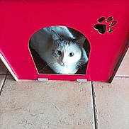 Cannelle participe au concours pour gagner de l'argent avec cette photo : cat, pet_house, red, floor, tile, indoor, animal, cute, feline, whiskers, curious, eyes, cozy, resting, small_space, domestic, fur, looking, home, paw_cutout