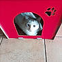 cat, pet_house, red, floor, tile, indoor, animal, cute, feline, whiskers, curious, eyes, cozy, resting, small_space, domestic, fur, looking, home, paw_cutout