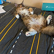 Pixie joined the competition — help win amazing prizes! animal, bed, box, cat, cozy, curious, cute, domestic, feline, fluffy, fur, household, indoor, lying_down, paws, pet, relaxed, resting, striped_bedspread, wide_eyes