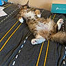 animal, bed, box, cat, cozy, curious, cute, domestic, feline, fluffy, fur, household, indoor, lying_down, paws, pet, relaxed, resting, striped_bedspread, wide_eyes