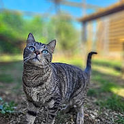 Noisette a rejoint le concours — aidez-le/la à gagner de superbes lots ! cat, tabby, blue_eyes, outdoor, garden, greenery, sunlight, animal, pet, nature, blurred_background, curious, feline, mammal, whiskers, tail, ground, wooden_structure, daylight, close_up