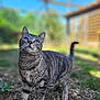 cat, tabby, blue_eyes, outdoor, garden, greenery, sunlight, animal, pet, nature, blurred_background, curious, feline, mammal, whiskers, tail, ground, wooden_structure, daylight, close_up