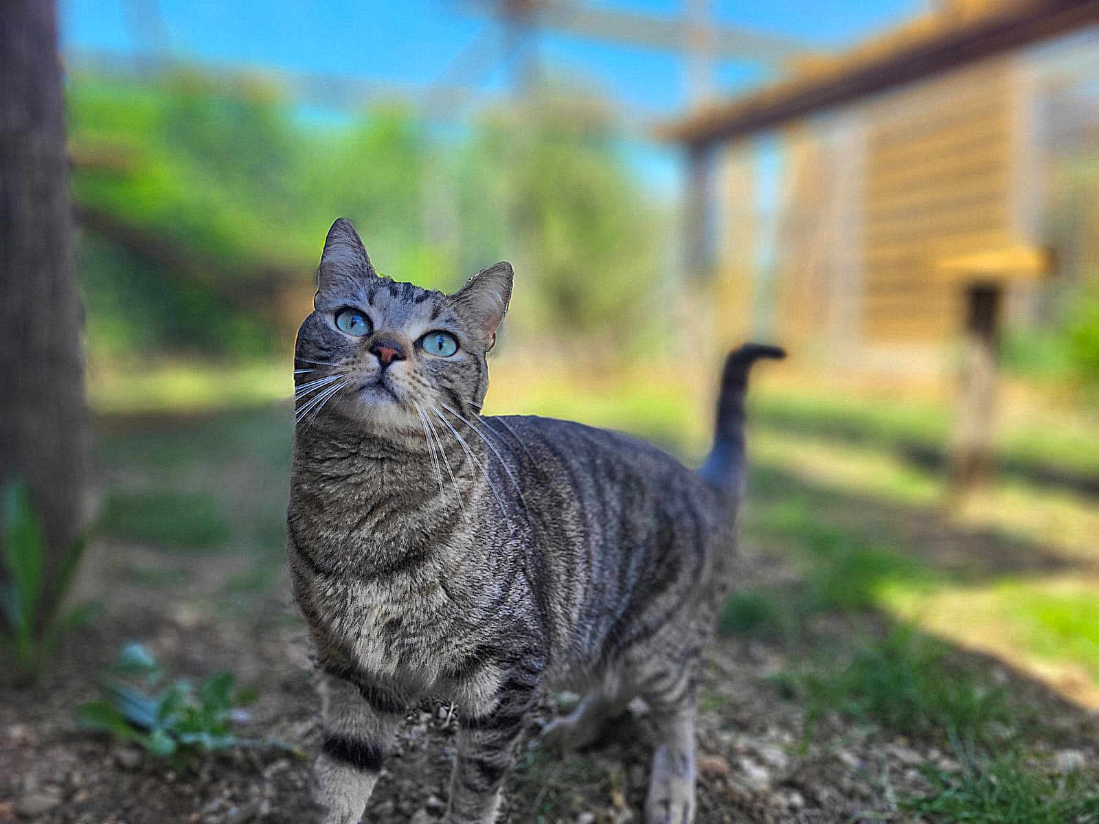 Noisette a rejoint le concours — aidez-le/la à gagner de superbes lots ! cat, tabby, blue_eyes, outdoor, garden, greenery, sunlight, animal, pet, nature, blurred_background, curious, feline, mammal, whiskers, tail, ground, wooden_structure, daylight, close_up