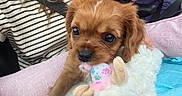 Lady joined the competition — help win amazing prizes! puppy, dog, pet, brown_fur, floppy_ears, dark_eyes, black_nose, stuffed_animal, toy, cuddling, sitting, lap, pink_blanket, blue_blanket, people, vehicle, close_up, portrait, cute, indoor