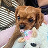 puppy, dog, pet, brown_fur, floppy_ears, dark_eyes, black_nose, stuffed_animal, toy, cuddling, sitting, lap, pink_blanket, blue_blanket, people, vehicle, close_up, portrait, cute, indoor