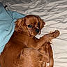 Lady is registered to the contest to win money with this photo: dog, puppy, cavalier_king_charles_spaniel, brown_fur, long_ears, curled_up, lying_down, bed, blanket, bedsheets, bedroom, indoor, pet, animal, cute, portrait, flash_photography, relaxed, sleeping, cozy