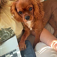 Lady joined the competition — help win amazing prizes! dog, cavalier_king_charles_spaniel, pet, dog_face, floppy_ears, brown_fur, white_chest, lying_down, bed, bedroom, laptop, person, arm, indoor, cozy, bedding, portrait, looking_at_camera, companion_animal, photography