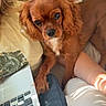 dog, cavalier_king_charles_spaniel, pet, dog_face, floppy_ears, brown_fur, white_chest, lying_down, bed, bedroom, laptop, person, arm, indoor, cozy, bedding, portrait, looking_at_camera, companion_animal, photography