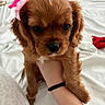 Lady joined the competition — help win amazing prizes! puppy, dog, cavapoo, brown_fur, fluffy, pink_bow, pet, animal, portrait, close_up, adorable, cute, bed, bedroom, bedding, indoor, sitting, front_view, black_nose, long_ears