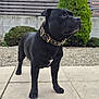 dog, black_dog, pet, animal, outdoor, garden, bush, fence, collar, spiked_collar, pavement, sidewalk, canine, standing, looking_away, fur, muzzle, legs, tail, nature
