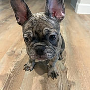 Laser Beam joined the competition — help win amazing prizes! dog, puppy, french_bulldog, bat_ears, short_hair, brindle, brown, black, face, eyes, nose, wrinkles, indoor, wooden_floor, home, portrait, closeup, sitting, pet, cute